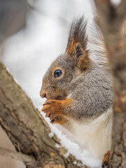 The squirrel with nut sits on tree in the winter or late autumn
