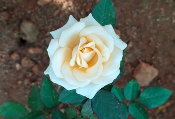 Beautiful caramel or cream color single rose flower on plant with green leaves under bright sunlight with blurry ground soil background with copy space. Horizontal close up macro top side view.