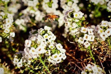 bee on a flower