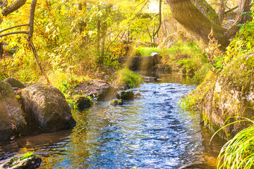 Naklejka na ściany i meble River in autumn forest with fall yellow trees