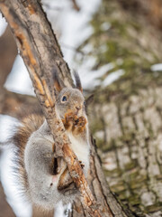 The squirrel with nut sits on tree in the winter or late autumn