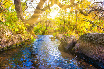 Obraz premium River in autumn forest with fall yellow trees