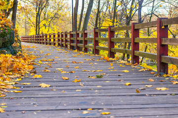 Wooden bridge with autumn fall forest with autumn trees and yellow leaves