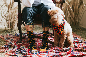 cute boy in socks with pumpkins and dry grass and poodle dog in bib with pumpkins in location with...