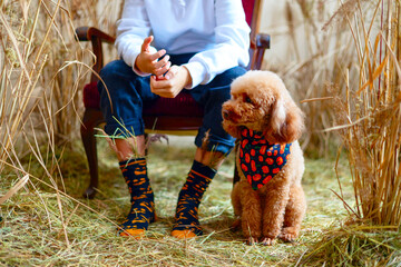 cute boy in socks with pumpkins and dry grass and poodle dog in bib with pumpkins in location with...