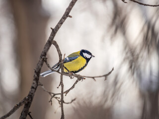 Cute bird Great tit, songbird sitting on a branch without leaves in the autumn or winter.