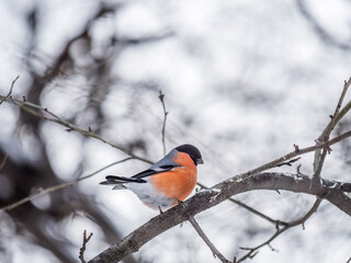 Bullfinch sitting on a branch. Beautiful bird with a red breast on a branch in winter.