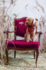 cute pet poodle dog and dry grass in bib with pumpkins in location with dry grass in retro style,...