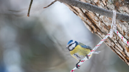 Cute bird, Eurasian blue tit, songbird sitting on a branch without leaves in the autumn or winter