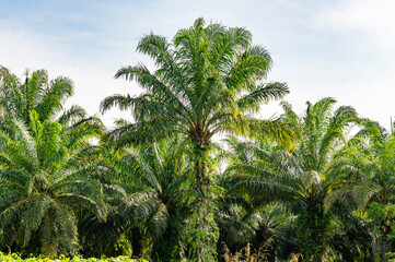oil palm plantation Lined palm trees in Krabi, Thailand