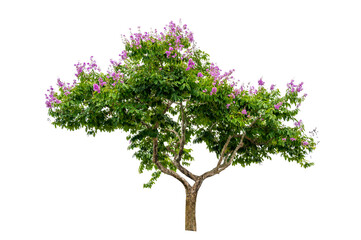 Isolated  trees on white background