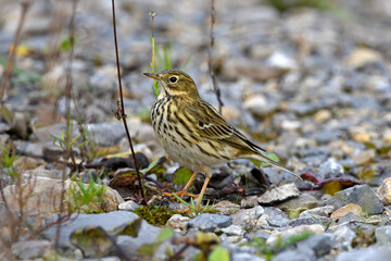  Meadow Pipit // Wiesenpieper (Anthus pratensis)