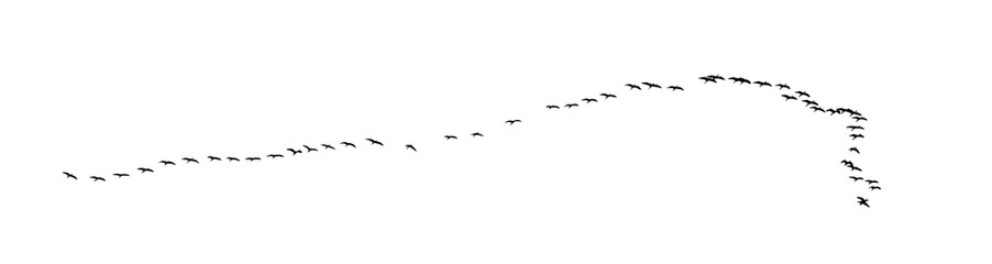 flock of birds backlit isolate