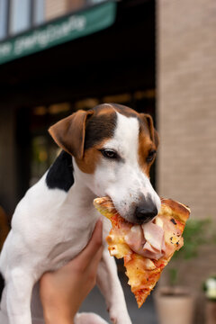 Dog With Pizza