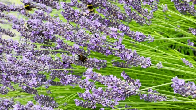 Hummeln, Lavendel, Lavendula angustifolia