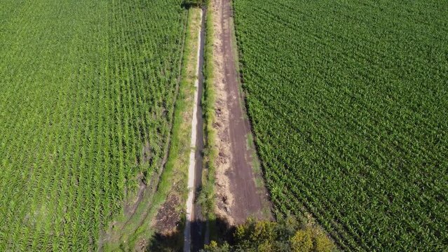 Aerial view of corn fields with an irrigation canal at sunset