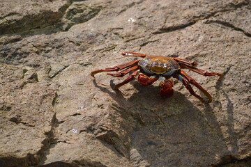 crab on a rock