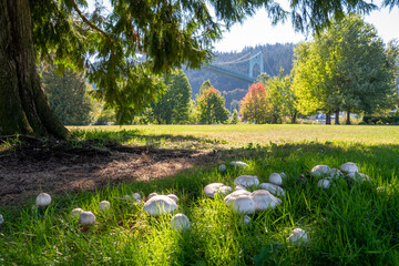 Mushrooms growing in the shady green grass of a scenic park in the Pacific Northwest Portland Oregon