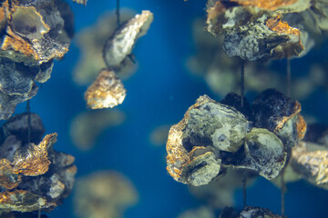 Aquaculture of the oyster under the sea