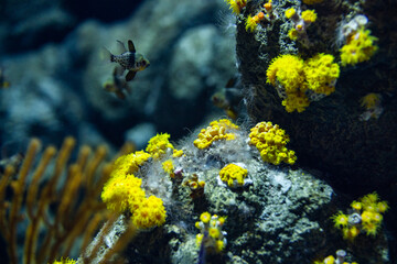 Fototapeta na wymiar Fish and the reef water tank