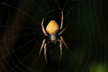 Dangerous yellow spider sit on web