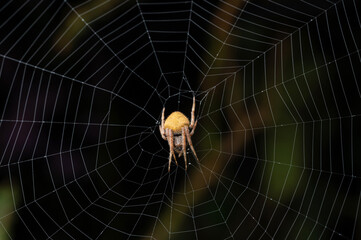 Hiding yellow spider on net