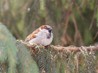 Sparrow sits on a branch without leaves.