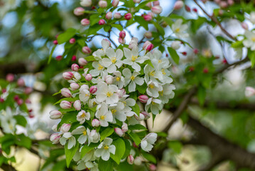 Crabapple Blossoms In Spring In Wisconsin