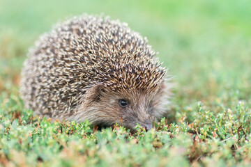 hedgehog on the grass..