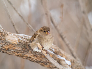 Sparrow sits on a branch without leaves.