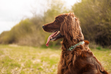 Irish setter dog sits on a nature green grass and looking away in summer meadow against blurred scenery, outdoors