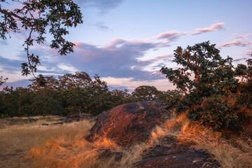 A colorful sunset on Beacon Hill Park in Victoria in British Columbia