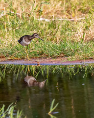 A Wood Sandpiper near a lake