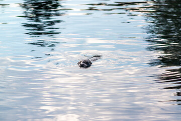 Curious harbour seals in the Macaulay Point Park in Victoria in British Columbia