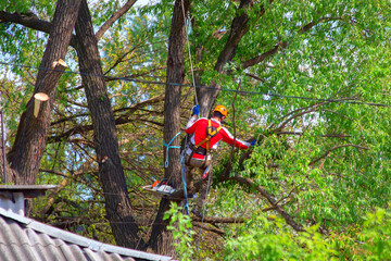 climbing on a tree