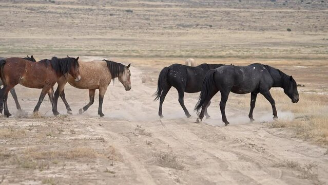 Wild horse herd walking through the dusty Utah desert crossing dirt road.