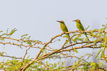 A pair of Green Bee Eater perching on a plant