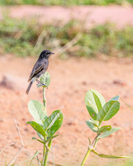 A Male Bush chat sitting on a plant