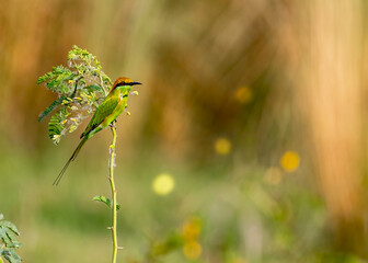 A Green Bee Eater perching on a plant