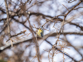 Cute bird, Eurasian blue tit, songbird sitting on a branch without leaves in the autumn or winter