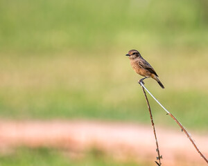 A Female Bush chat resting
