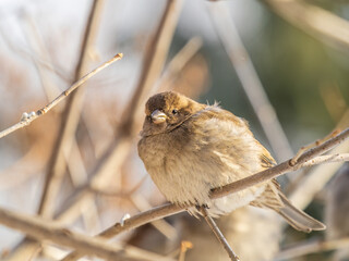 Sparrow sits on a branch without leaves.