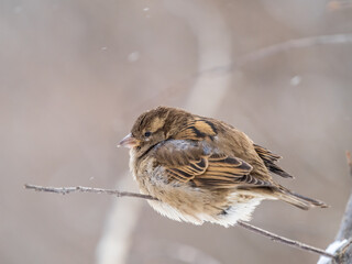 Sparrow sits on a branch without leaves.