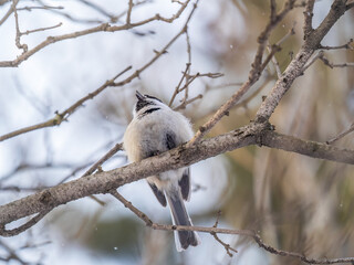 Cute bird the willow tit, song bird sitting on a branch without leaves in the winter.