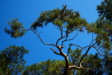 Pine branches lit by the sun against a blue sky