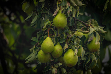 Green pear fruit with green leafs in summer cloudy day