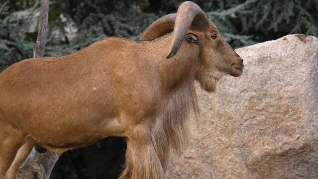 A large African Male mountain goat standing around