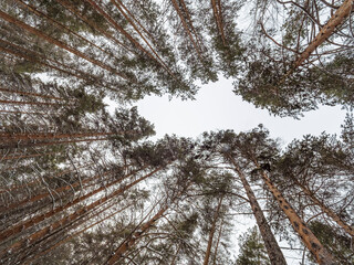 Pine trunks in winter forest on a cloudy day