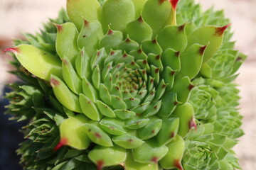 Sempervivum calcareum BICOLOR Rojnik wapienny Bicolor