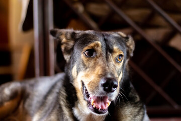close up of a dog
